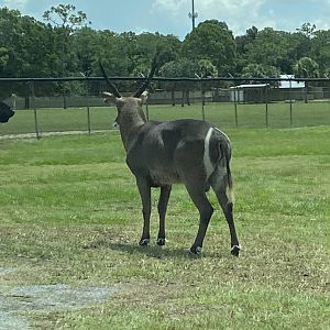 Waterbuck (Kobus ellipsiprymnus sp.)