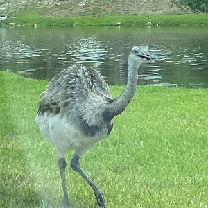 Greater Rhea (Rhea americana)