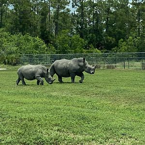 Southern White Rhinoceros (Ceratotherium simum simum)