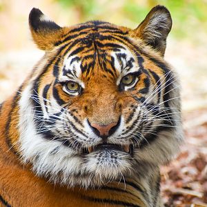 Sumatran Tiger (Panthera tigris sumatrae)