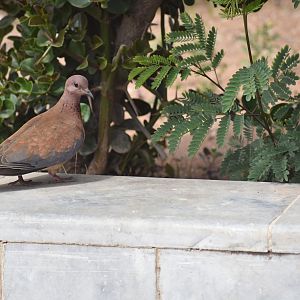 Laughing dove - (Agadir)