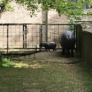Baby pygmy hippo
