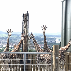 The giraffes