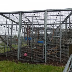 Olive baboon enclosure