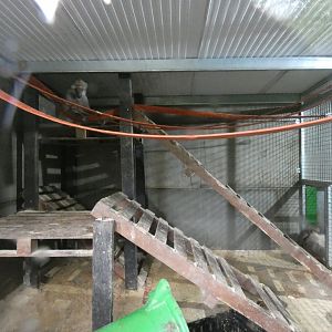 Baboon indoor