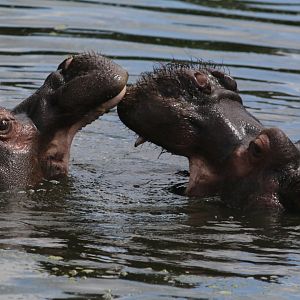 Two Hippos