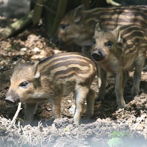 Wild Boar piglets