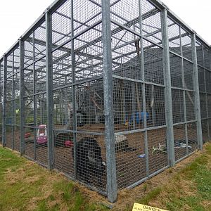 Bachelor chimpanzee enclosure