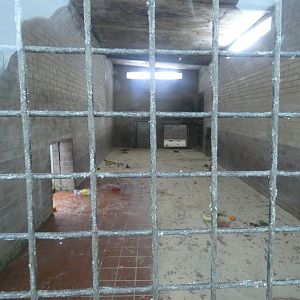 Chimpanzee indoor enclosure