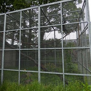 Spider monkey enclosure