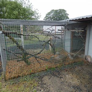African grey parrot aviary