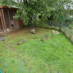 Rabbit enclosure