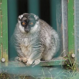Brown lemur