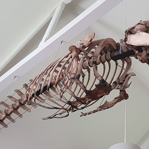 False Killer Whale Skeleton - Tasmanian Museum and Art Gallery