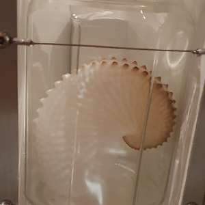 Argonaut Shell - Tasmanian Museum and Art Gallery