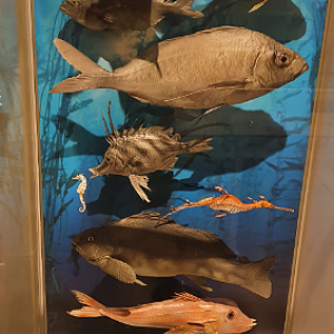 Marine Life Display - Tasmanian Museum and Art Gallery