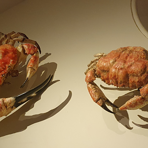 Tasmanian Giant Crab - Tasmanian Museum and Art Gallery