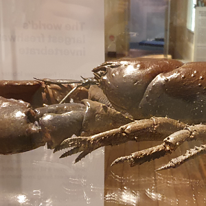 Tasmanian Giant Freshwater Crayfish - Tasmanian Museum and Art Gallery