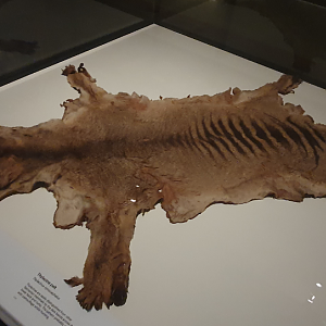 Thylacine Pelt - Tasmanian Museum and Art Gallery