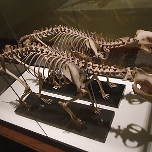 Thylacine Skeletons - Tasmanian Museum and Art Gallery