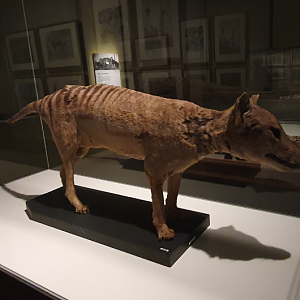 Thylacine - Tasmanian Museum and Art Gallery