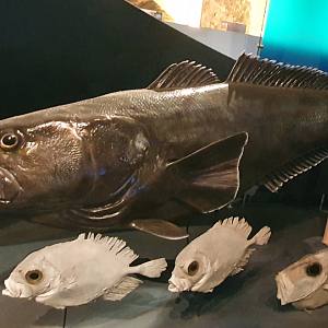Patagonian Toothfish, King Dory and oreo species(?) - Tasmanian Museum and Art Gallery