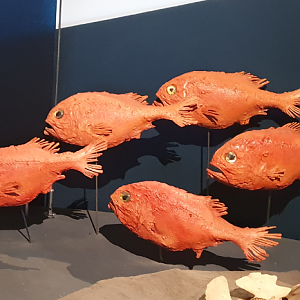 Orange Roughy - Tasmanian Museum and Art Gallery
