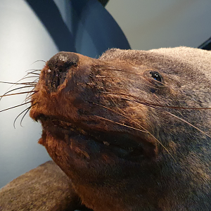 New Zealand Fur Seal - Tasmanian Museum and Art Gallery