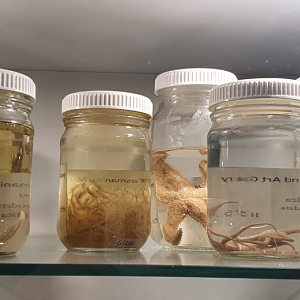 Assorted Antarctic Species - Tasmanian Museum and Art Gallery