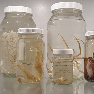 Assorted Antarctic Species - Tasmanian Museum and Art Gallery