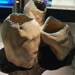 Giant Volcano Sponge (I think) - Tasmanian Museum and Art Gallery