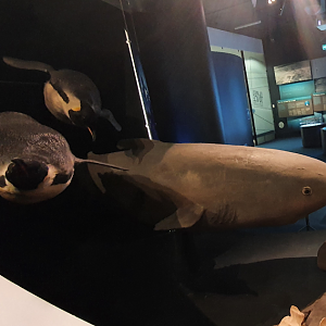 Sleeper Shark and Emperor Penguin - Tasmanian Museum and Art Gallery