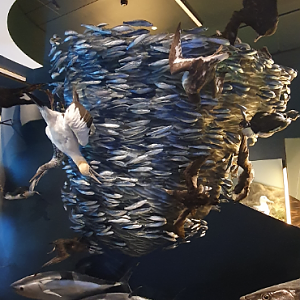 Bait Ball Display - Tasmanian Museum and Art Gallery