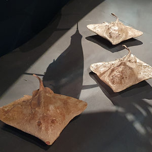 Whiteleg Skate - Tasmanian Museum and Art Gallery