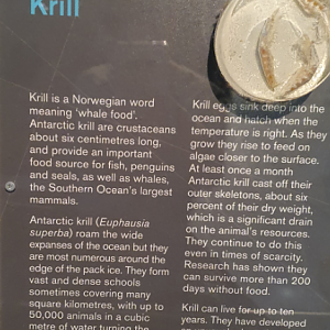 Krill Signage - Tasmanian Museum and Art Gallery