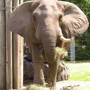 Ali Eating Front View