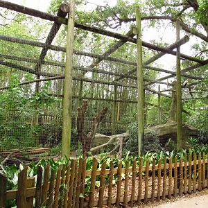 Old Amur Leopard Exhibit