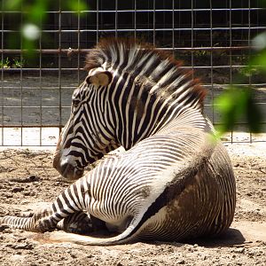 Grevy's Zebra