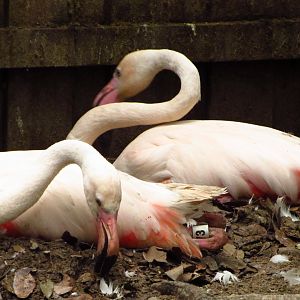 Nesting Greater Flamingos