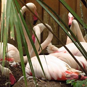 Nesting Greater Flamingos