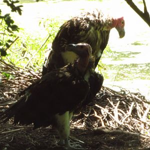 Nesting Lappet Faced Vultures