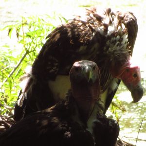 Nesting Lappet Faced Vultures