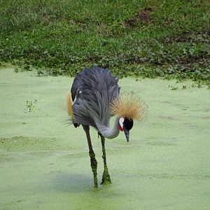 Grey Crowned Crane