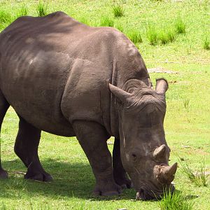 New White Rhino Kipenzi