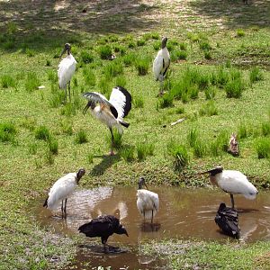Wood Stork Pool Party