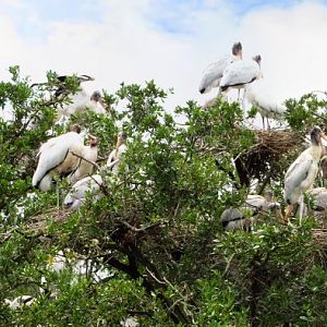 Wood Stork Colony Panorama