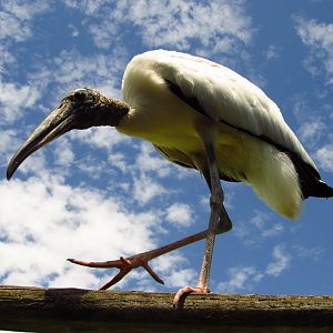 Wood Stork