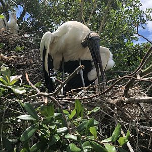 Wood Stork Guarding Nest