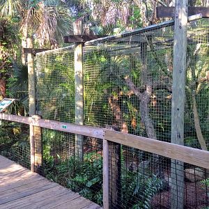 Wild Florida - Bobcat Exhibit