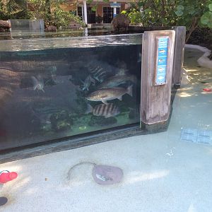 Paws On - Indian River Play Lagoon